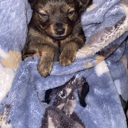 Prague Ratter Puppies from North Star Gem’s Prague Ratters