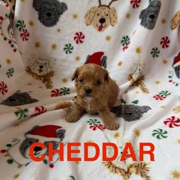 Cheddar - Red male Cavapoo puppy in Sherwood, Michigan from Patrick's Puppies