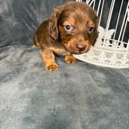 Gandalf - Chocolate and tan male Dachshund puppy in Richwood, West Virginia from Wild and Wonderful Wieners