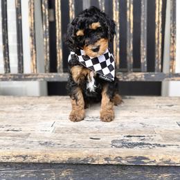 Boy 1 - Phantom male Bernedoodle puppy in Salt Lake County, Utah from Coco Avenue Pups