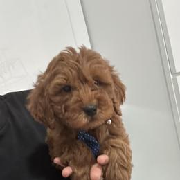 Don - Red  male Goldendoodle puppy in Mint Hill, North Carolina from DoodleForever