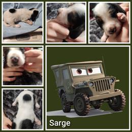 Sarge - Black white and tan male Basset Hound puppy in Mill Springs, North Carolina from Mountain View Basset Hounds