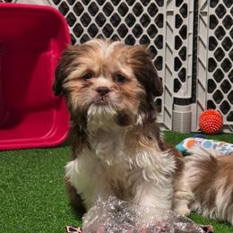 Boy two - Tricolor male Shih Tzu puppy in New Bern, North Carolina from Kuddly Creatures