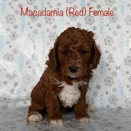 Macadamia - Red  female Goldendoodle puppy in De Pere, Wisconsin from Kinzor Kennels