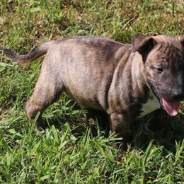 Miniature Bull Terrier Puppies from Penderosa Miniature Bull Terriers