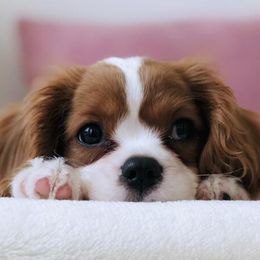 Cavalier King Charles Spaniels from Katie's Cavs