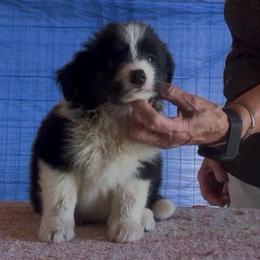 Spicy - Black female Border Collie puppy in Farmersville, Texas from Omegamtn Border Collies