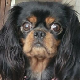 Lucy - Cavalier King Charles Spaniel