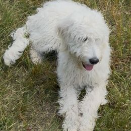 Tulip - Cream female Goldendoodle puppy in Maple Falls, Washington from Cynthia’s Goldendoodles