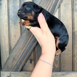 Charming - Black and tan male Cavapoo puppy in Spring Hill, Florida from Parisian Puppies