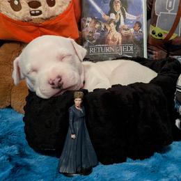 Leia - White female American Staffordshire Terrier puppy in Weston, Ohio from Natasha's AmStaffs