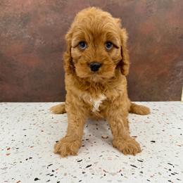 Sander - Red male Cavapoo puppy in Beresford, South Dakota from DAKOTA DOOD RANCH
