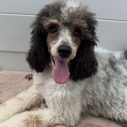 Valentina - Poodle