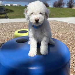 Buzz - Cream male Goldendoodle puppy in Salt Lake City, Utah from Sweet T Doodles