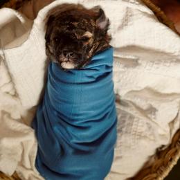 Blue  Boy - Brown male Poodle puppy in Las Vegas, Nevada from Plush Toy Poodle Puppies & Pals