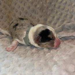 Hawthorn (Lite Blue Collar) - Brindle merle and white male Cardigan Welsh Corgi puppy in Clio, Michigan from Old Oak Cardigans