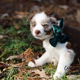 Australian Shepherd, Miniature American Shepherd, Miniature Australian Shepherd, and Toy Australian Shepherd Puppies from TK Standard, Mini, & Toy Aussies