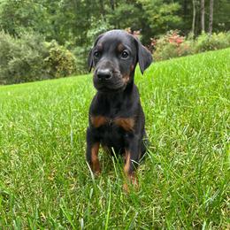Ellis - Black and rust male Doberman Pinscher puppy in Bruce Township, Michigan from Eminent Dobermans