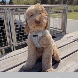 Australian Labradoodle and Labradoodle Puppies from Doodles_Ko