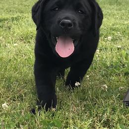 Labrador Retriever Puppies from Angelita Crawford