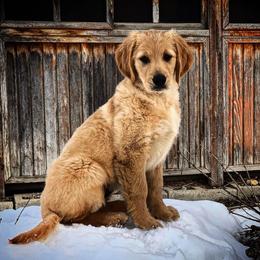 Golden Retrievers from Home on the Range Goldens