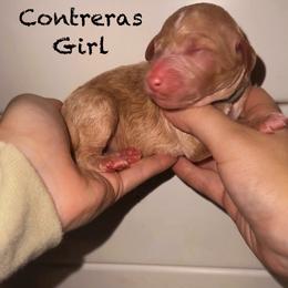 Contreras - Cream female Goldendoodle puppy in Suring, Wisconsin from Black Oak Doodles