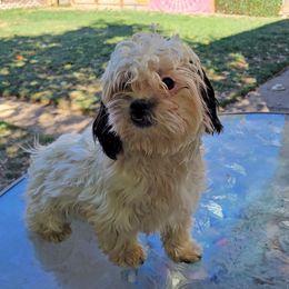 Companion Cross Puppies from Puppies Full of Love