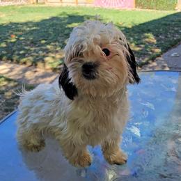 Companion Cross Puppies from Puppies Full of Love