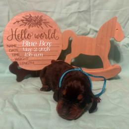 Blue boy - Black and tan male Black and Tan Coonhound puppy in Pueblo, Colorado from BT Coonhound