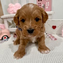 Cavapoochon Puppies from Apricot Lane Puppy