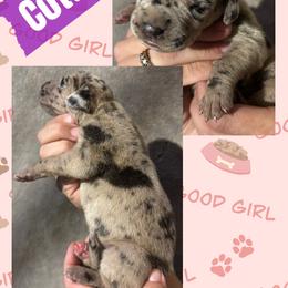 Cotton - Merle female Great Dane puppy in Wellsville, New York from Prophecy Danes
