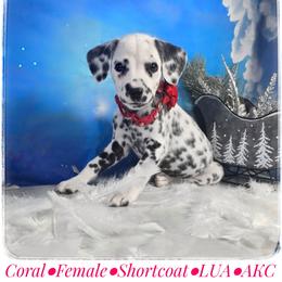 Coral (LUA Black Spotted Shortcoat) - White and black female Dalmatian puppy in Salem, Missouri from Paradise Spots Dalmatians