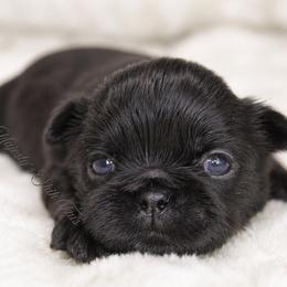 Majesty's Shih Tzu Nico - Black male Shih Tzu puppy in Douglas, Massachusetts from Majesty’s Shih Tzus