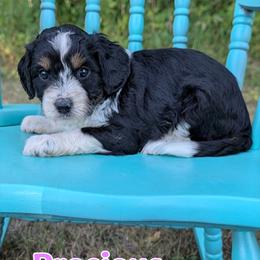 Precious - Black tri-color female Aussiedoodle puppy in Lake Bronson, Minnesota from Jupiter Doodles