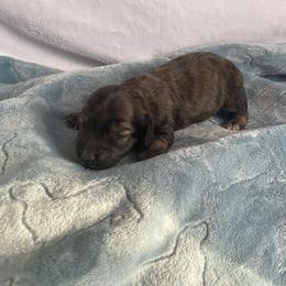 Brindle girl 2 - Brindle female Dachshund puppy in Wolf Lake, Indiana from Canisteo Dachshunds