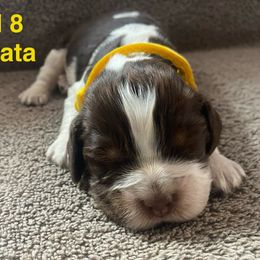 English Springer Spaniel Puppies from Picky’s Puppies