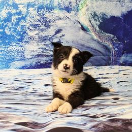 Charon - Black and white female Border Collie puppy in Avilla, Indiana from Borderline Kennels