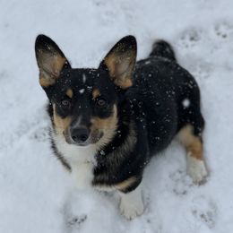 Kevin - Pembroke Welsh Corgi
