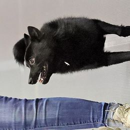 Schipperkes and Siberian Huskies from Kaleidoscope Kennels
