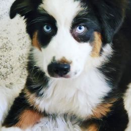 Australian Shepherds from Chaos Ridge
