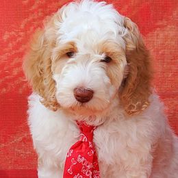 Jack - Labradoodle puppy in Statesville, North Carolina from Labradoodles of the Foothills