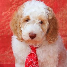 Jack - Labradoodle puppy in Statesville, North Carolina from Labradoodles of the Foothills