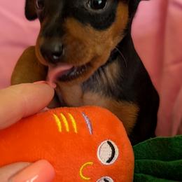 Shimmer - Black and rust female Miniature Pinscher puppy in Little River, South Carolina from Cheristar