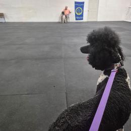 Poodle puppies from Mere Point Poodles