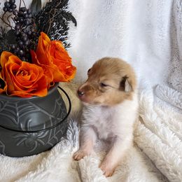 Collie Puppies from Nine Eves