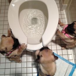 Pug Puppies from Dixie Pugs of Tn