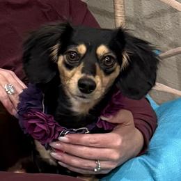 Mia - Dachshund