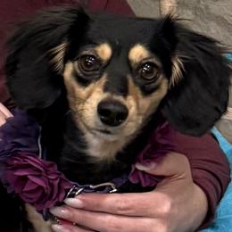 Mia - Dachshund