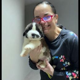 Encee - Mahogany and white female Saint Bernard puppy in New Philadelphia, Ohio from Fletchers Saints