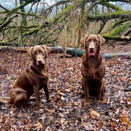 Labrador Retriever All Grown Up from Southfork Retrievers